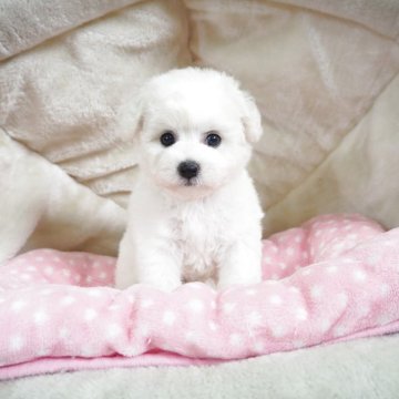 ビションフリーゼ【奈良県・女の子・2025年4月23日・ホワイト】の写真「小ぶりなもっふもふ兄妹💖」