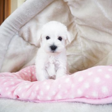 ミニチュアシュナウザー【奈良県・男の子・2025年5月5日・ホワイト】の写真「イケメンくん💖」