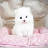 ポメラニアン