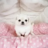 ペキチワ(チワワ×ペキニーズ)【奈良県・女の子・2025年8月10日・クリーム&ホワイト】の写真1