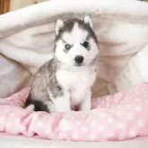 シベリアンハスキー