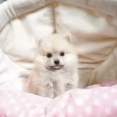 ポメラニアン