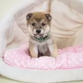 豆柴【奈良県・男の子・2024年12月11日・赤】の写真1