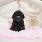 タイニープードル