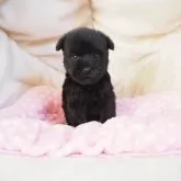 ミニチュアシュナウザー【奈良県・男の子・2024年9月22日・ブラック】の写真1