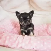 チワワ(ロング)