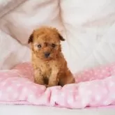 ティーカッププードル