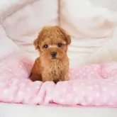 ティーカッププードル