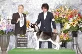 シベリアンハスキー【奈良県・男の子・2025年3月18日・シルバー&ホワイト】の写真6