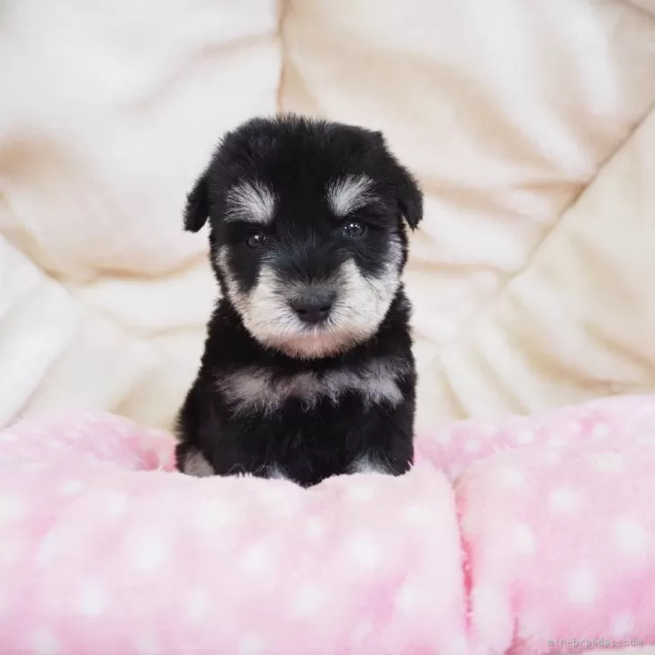 ID：2405-02244の子犬