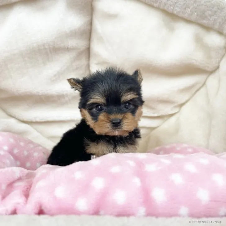 ID:2310-06406の子犬