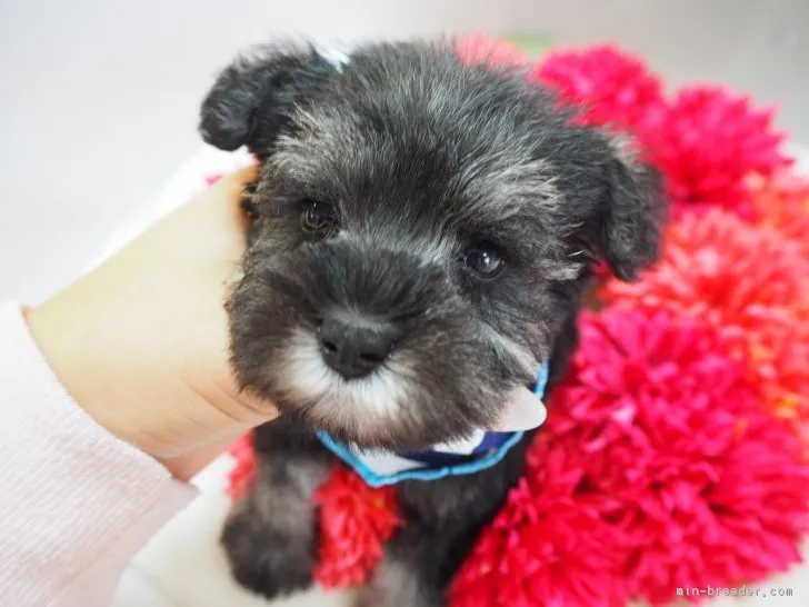 ID：1711-01273の子犬