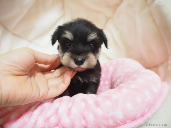 ID：2002-02333の子犬