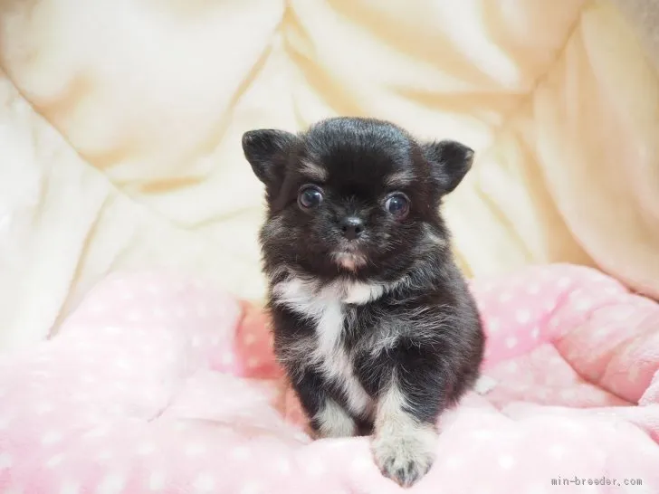 ID:2011-02878の子犬