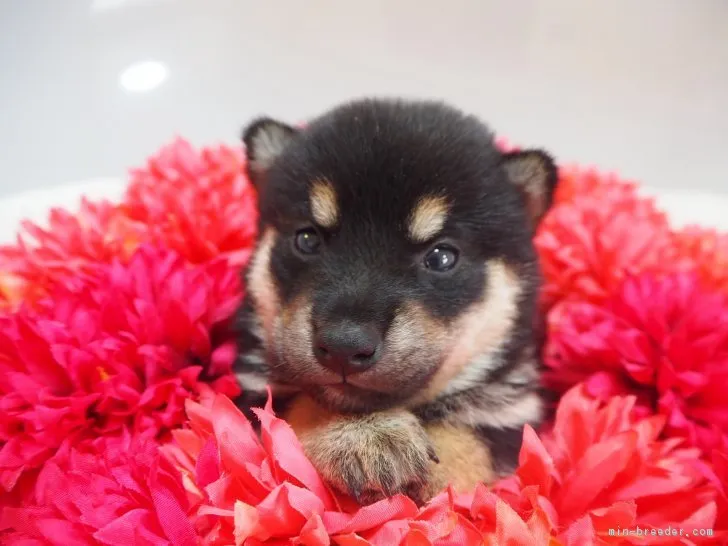 ID：1709-01837の子犬