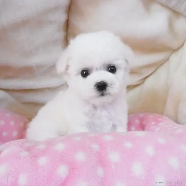 ID：2309-03830の子犬