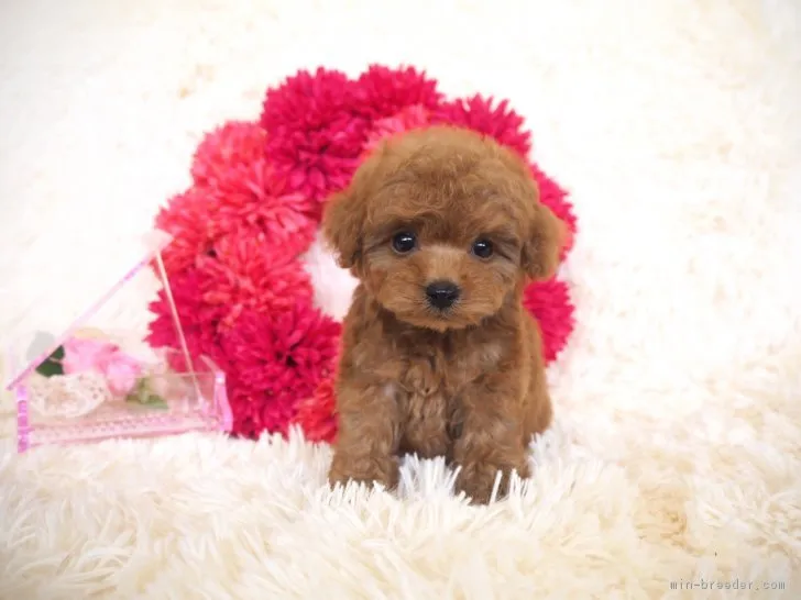 ID：1804-00129の子犬