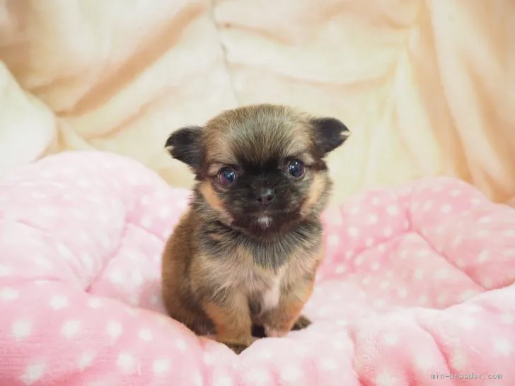 ID：2012-02667の子犬
