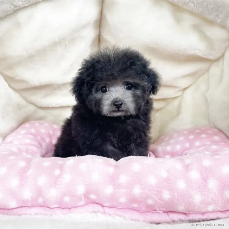 ID：2310-01204の子犬