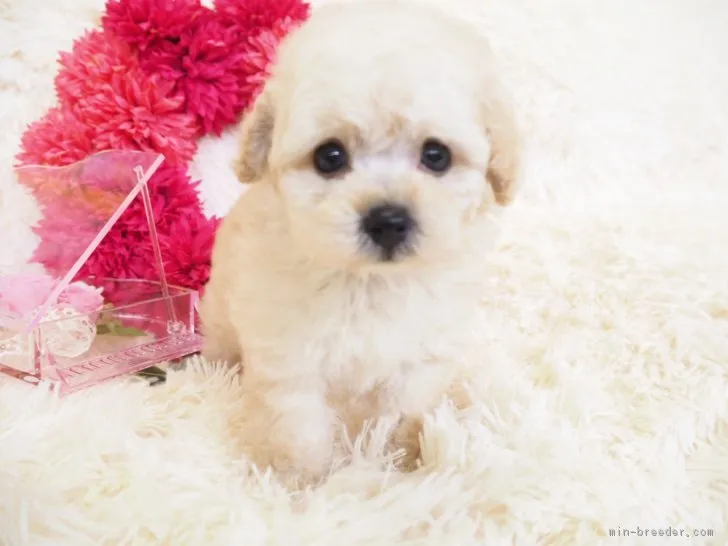ID:1806-01001の子犬