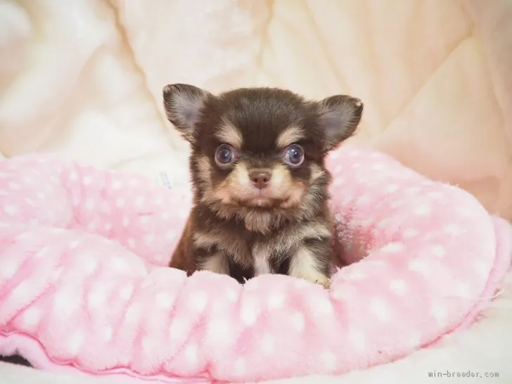 ID:2004-03461の子犬