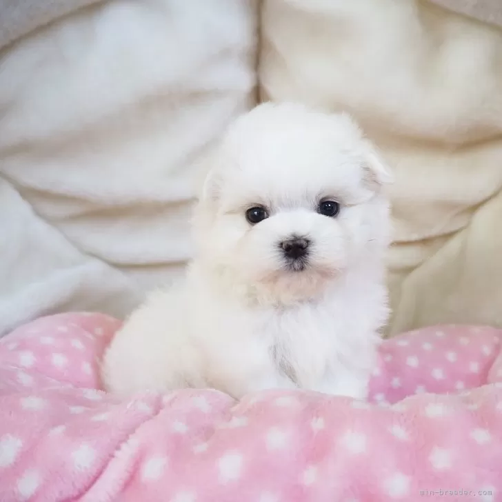 ID：2406-04636の子犬