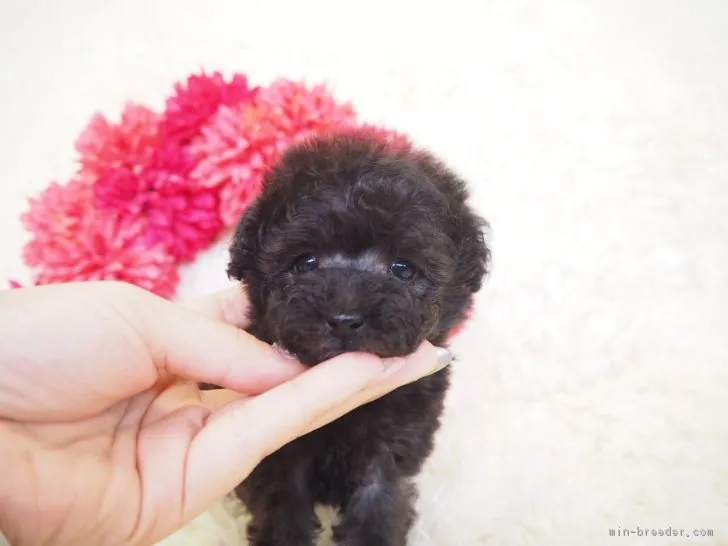 ID:1903-01841の子犬