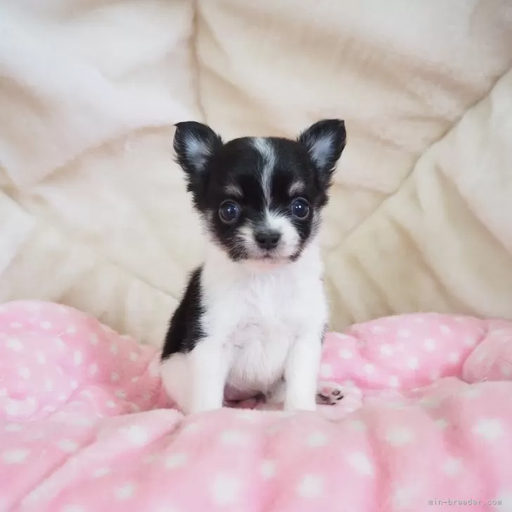 ID：2408-03860の子犬