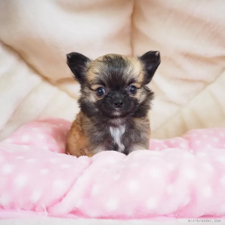 ID:2405-06494の子犬