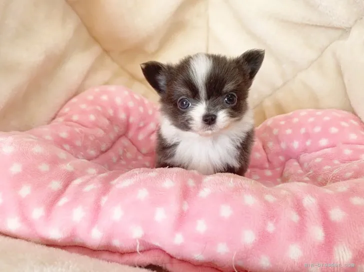 ID:2011-03038の子犬