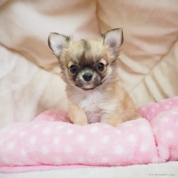ID:2403-07012の子犬