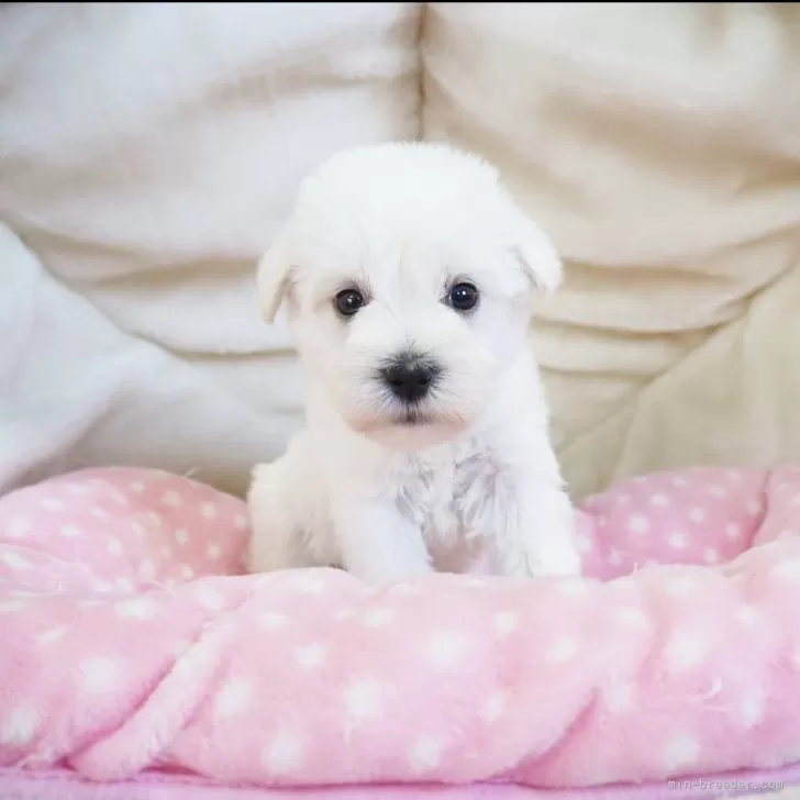 ID：2407-05941の子犬