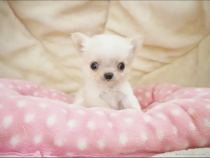 ID：2106-02887の子犬