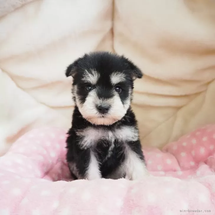 ID:2312-06898の子犬