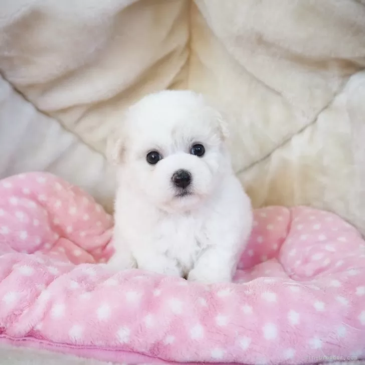 ID:2410-02637の子犬