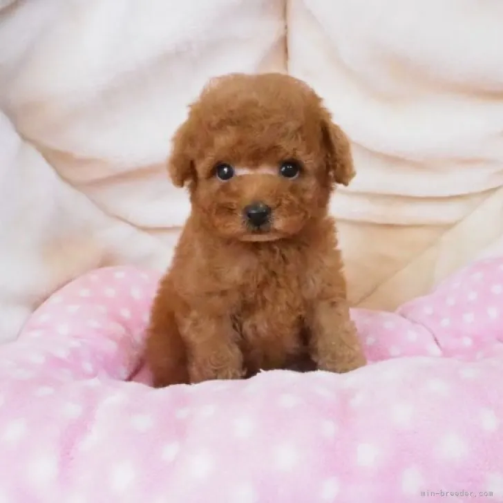 ID：2309-06553の子犬