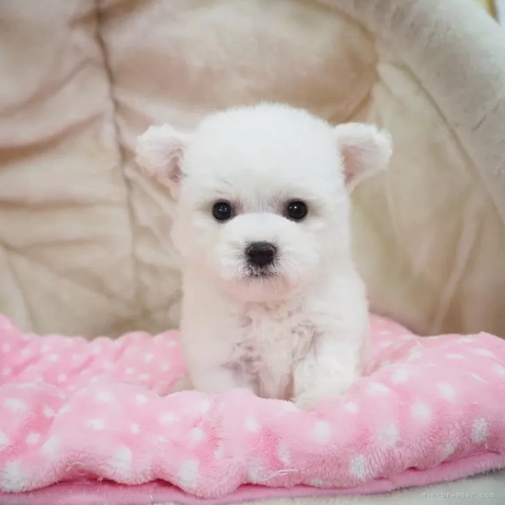 ID：2410-01981の子犬