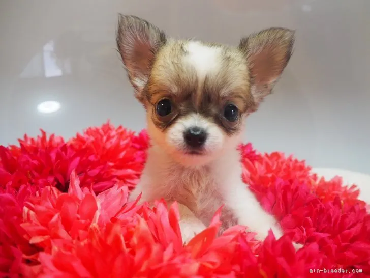 ID：1709-01295の子犬