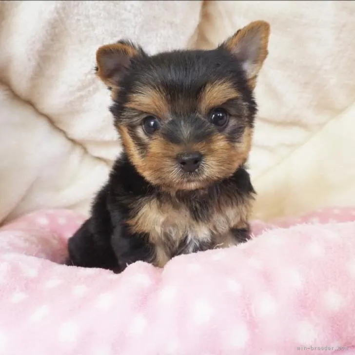 ID：2211-01466の子犬