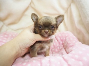 チワワ(ロング)【奈良県・男の子・2020年10月22日・チョコフォーン】の写真「おっとり小ぶりなイケメンくん💖」
