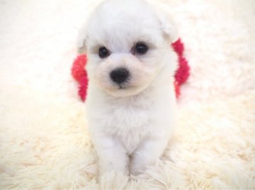 ビションフリーゼ【奈良県・女の子・2018年2月6日・ホワイト】の写真「美人なお顔つきのマシュマロお姫様💖」