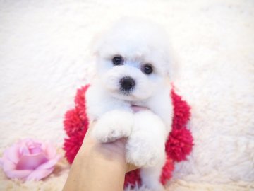 ビションフリーゼ【奈良県・男の子・2019年3月26日・ホワイト】の写真「あま〜いお顔の男の子💖」