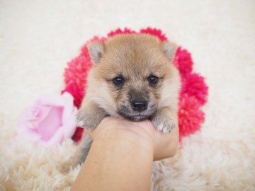 柴犬(豆柴)【奈良県・女の子・2019年5月25日・赤】の写真「両親から三代豆柴合格認定されています💖」
