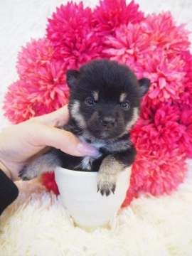 柴犬(豆柴)【奈良県・男の子・2018年1月24日・黒】の写真「超ちびちび小豆柴くんです💖」