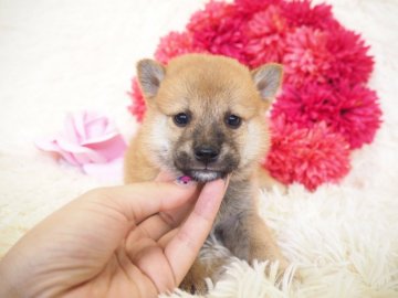 柴犬(豆柴)【奈良県・男の子・2019年4月20日・赤】の写真「両親から三代 豆柴認定されています💖」