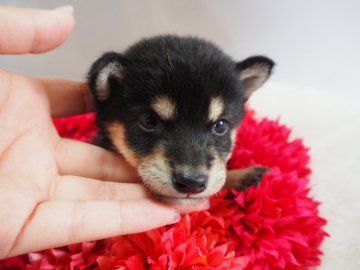 柴犬(豆柴)【奈良県・女の子・2017年8月23日・黒】の写真「極小サイズの豆柴ちゃん(*´꒳`*)💖」