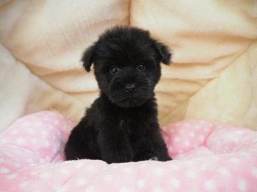 ミニチュアシュナウザー【奈良県・女の子・2021年8月19日・ブラック】の写真「小ぶりな女の子💖」