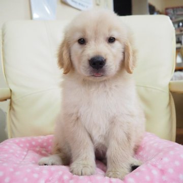 ゴールデンレトリバー【奈良県・女の子・2024年4月3日・ゴールデン】の写真「綺麗なお顔つきの美人さん💖」