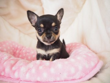 チワワ(スムース)【奈良県・女の子・2020年2月25日・ブラックタン】の写真「派手なカラーの女の子です💖」