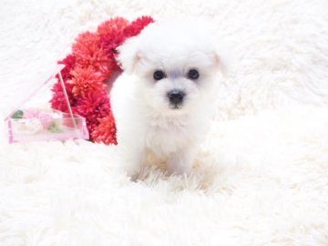 ビションフリーゼ【奈良県・女の子・2018年10月8日・ホワイト】の写真「小ぶりの美人なビションちゃんです(*´꒳`*)❤️」
